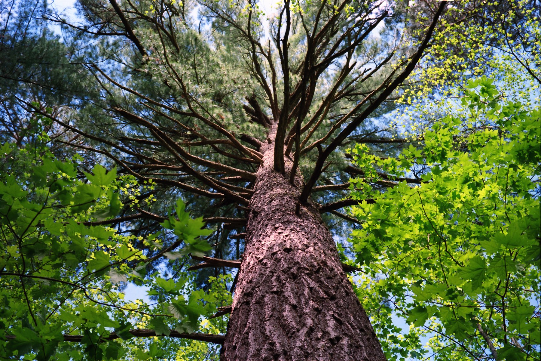 Giant white pine tree in Minnesota's Lost 40