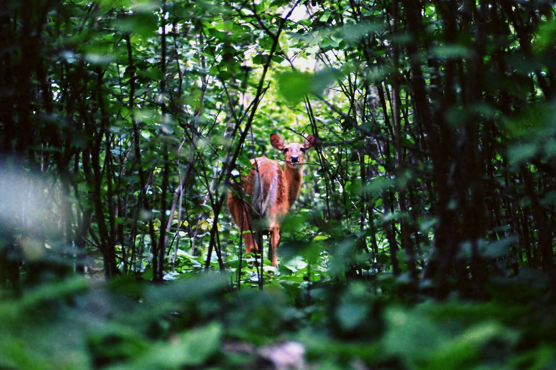 Deer peaking through trees in a quiet forest
