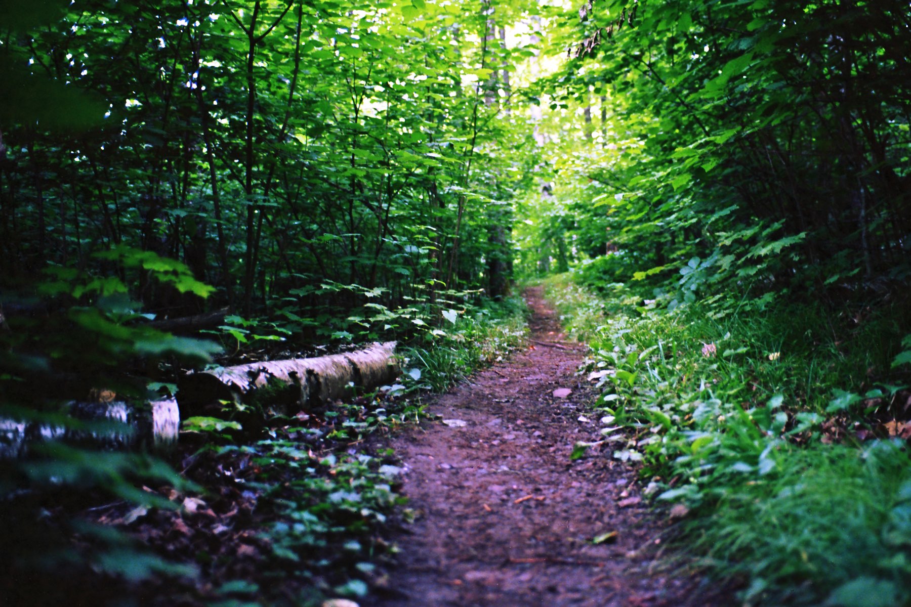 A quiet foot path along the Superior Hiking Trail