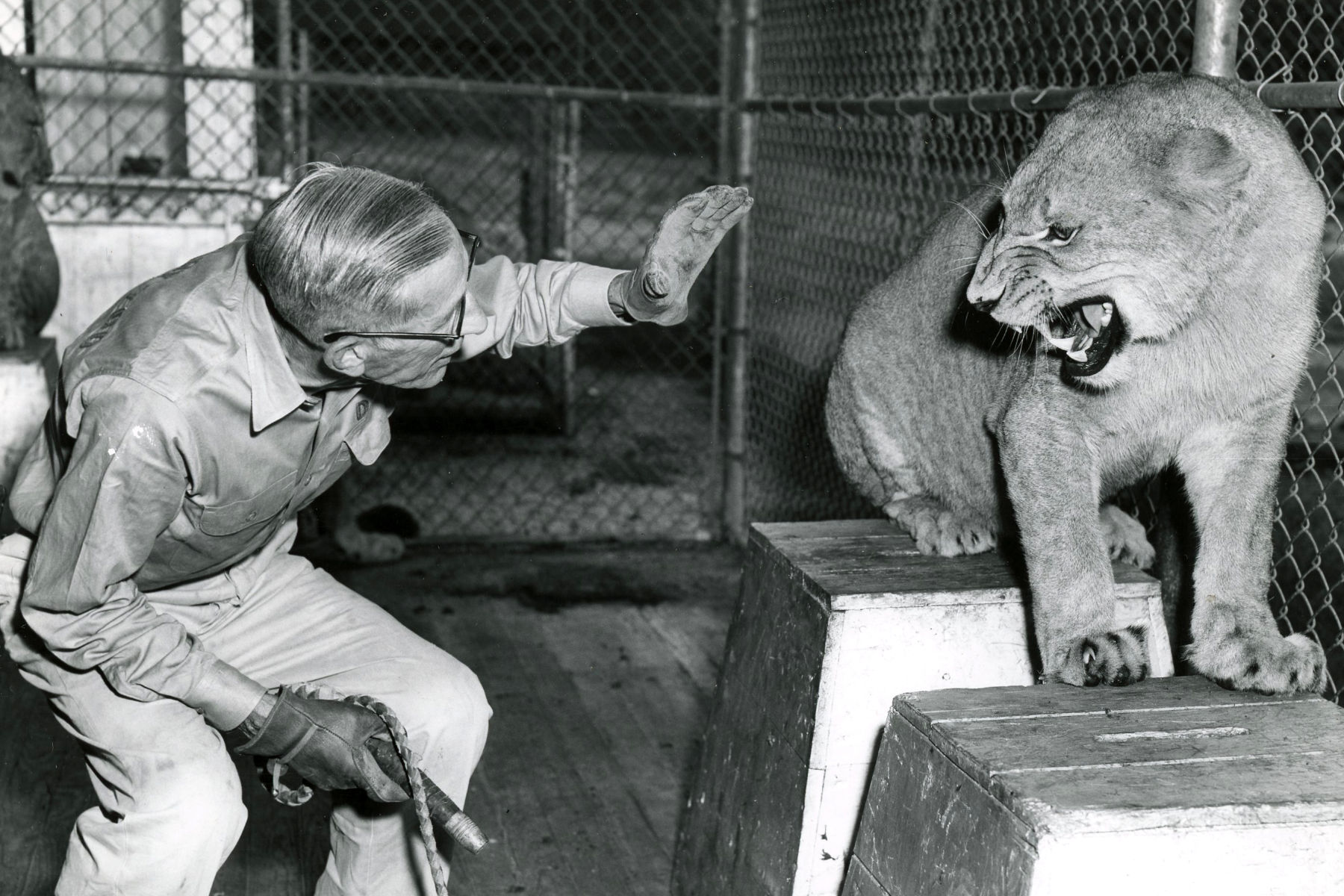 Zoo keeper tries to pet lion.