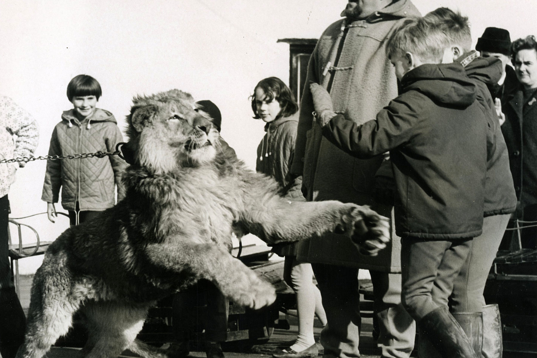 Pet lion shows owner who is the boss