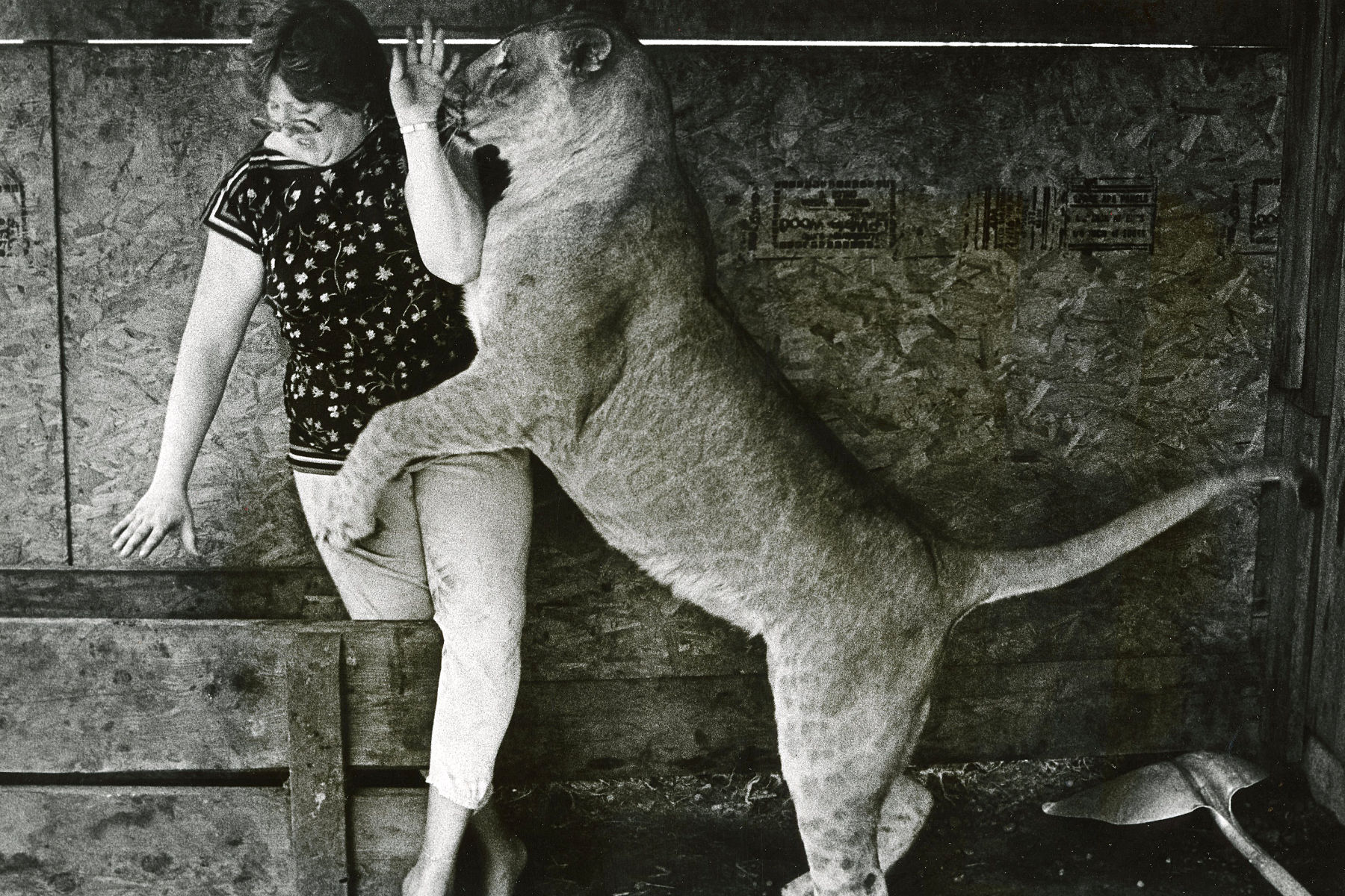 Pet lion shows owner who is the boss