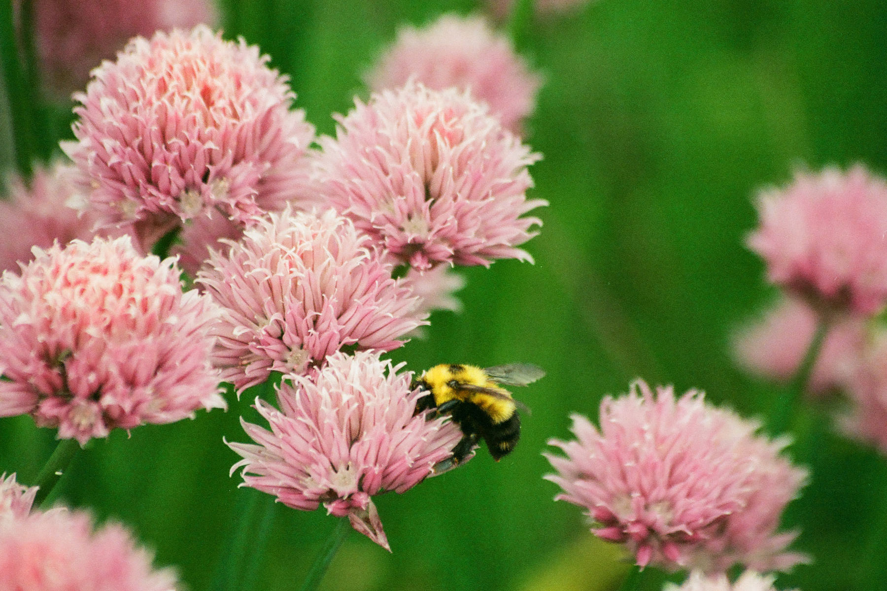 Bees feeding on a flower garden