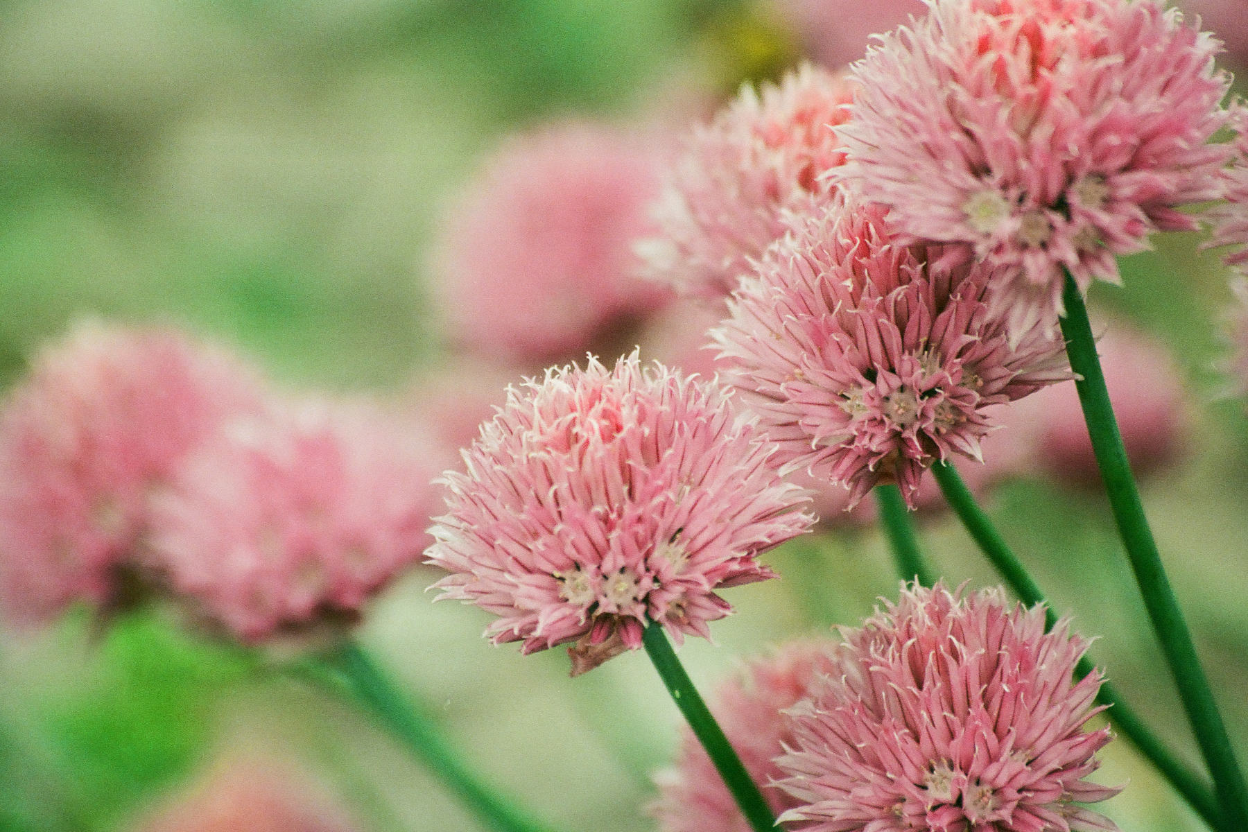 Flower Garden