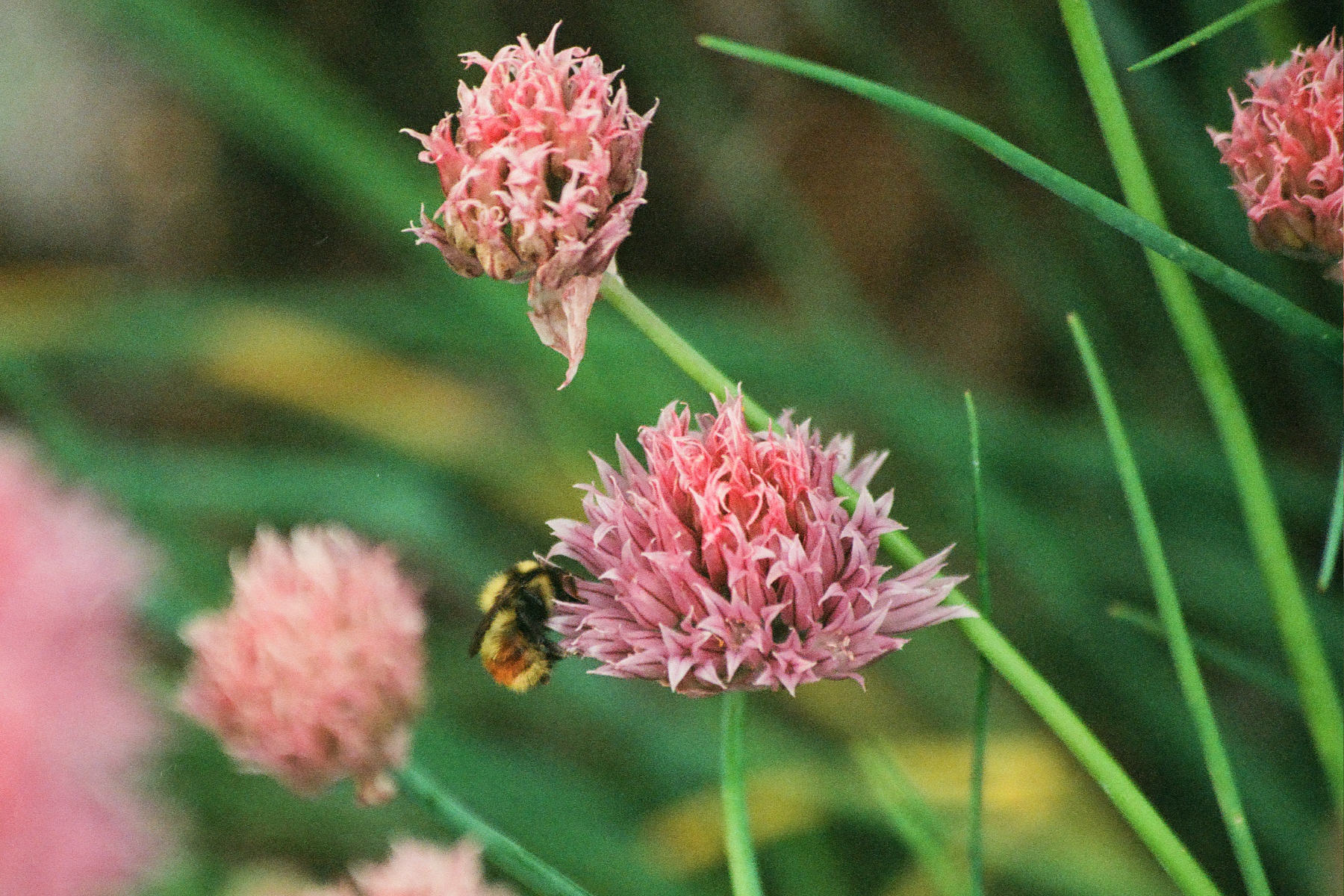 Bees feeding on a flower garden in Duluth, MN