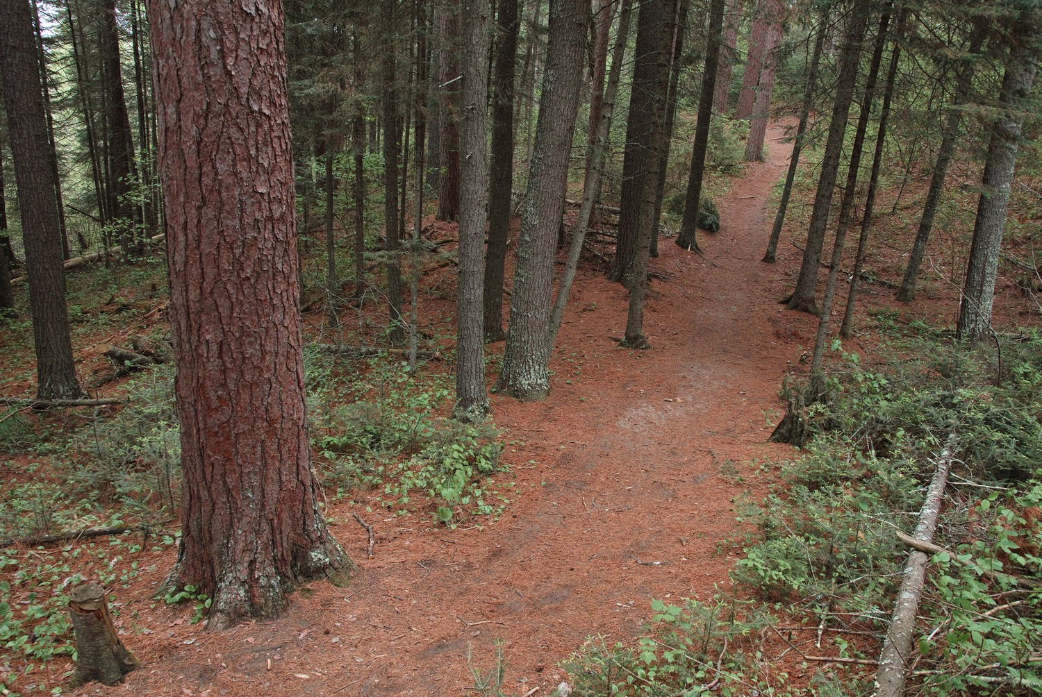 Footpath at the Lost 40 SNA.